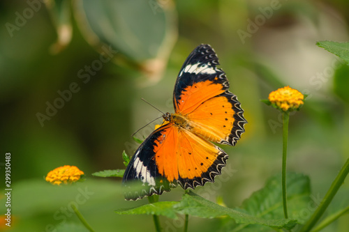 Kleiner Monarch mit geöffneten Flügeln