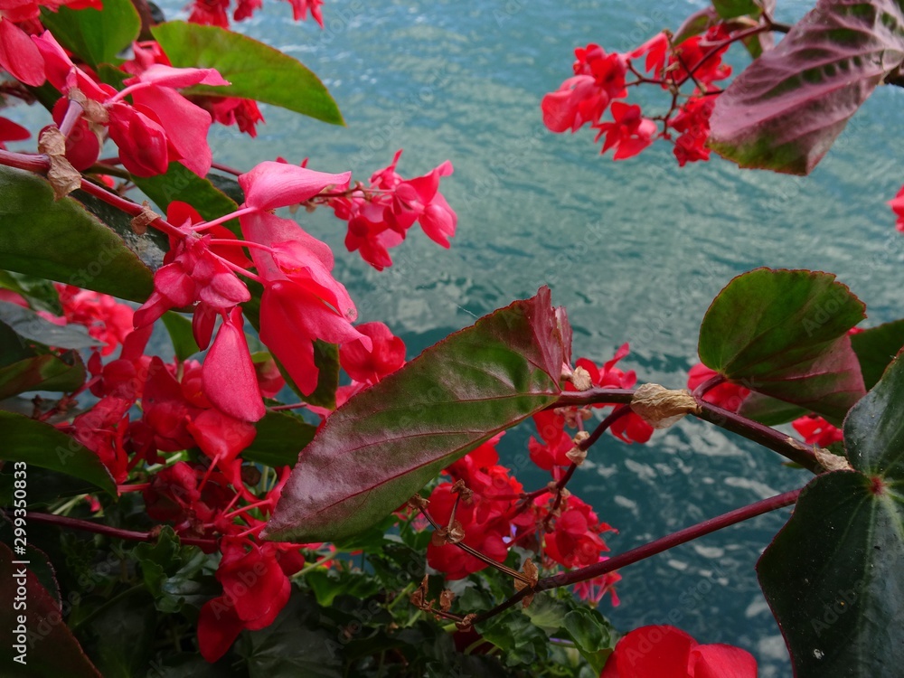 Fototapeta premium Wunderschöne Blumen von Luzern