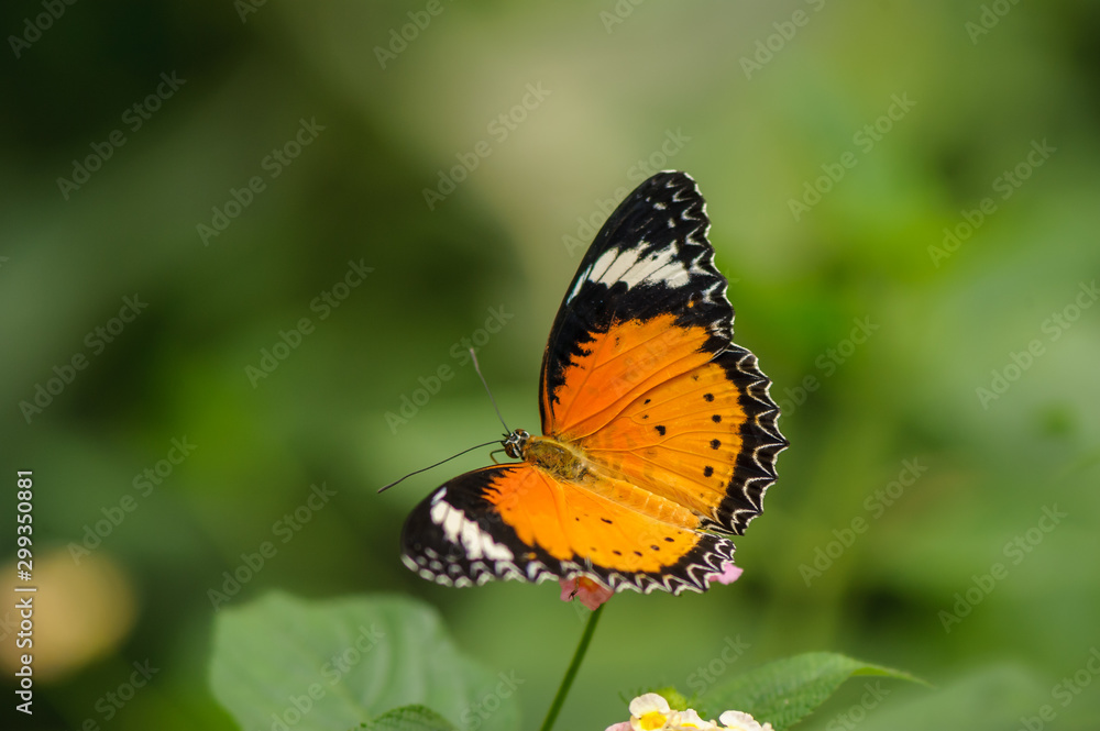 Kleiner Monarch (Danaus chrysippus) Kleiner Monarch (Danaus chrysippus)