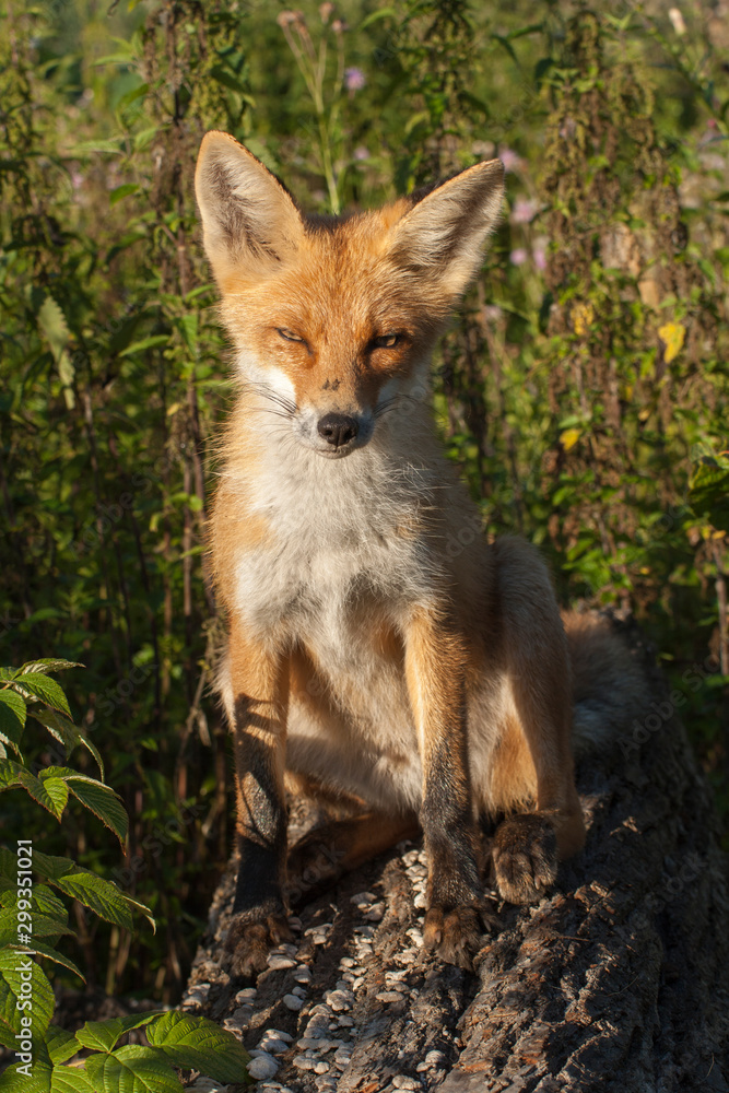 red fox red fox