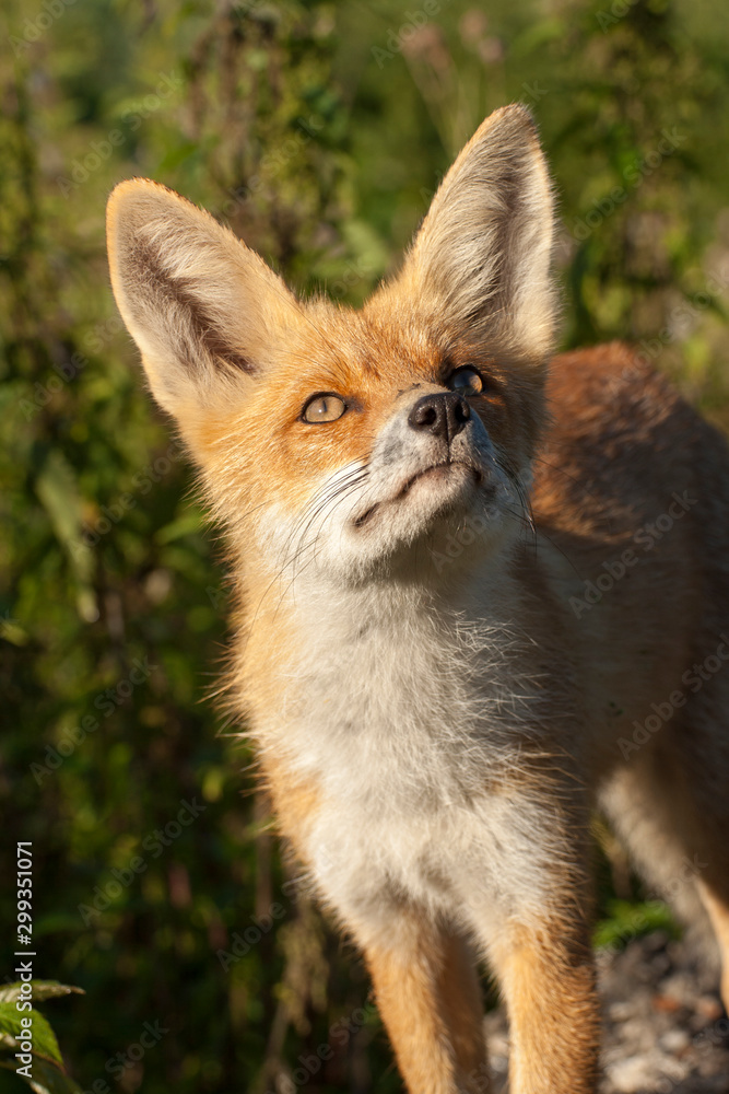 red fox red fox
