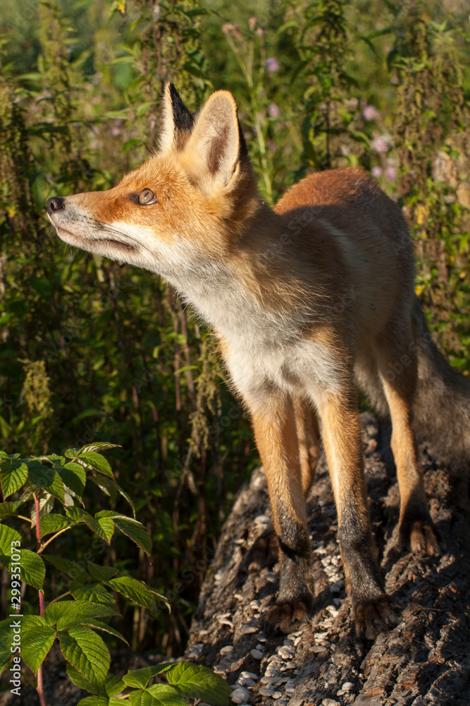 red fox