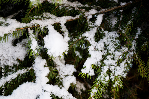 pine tree under snow © Alena Petrachkova