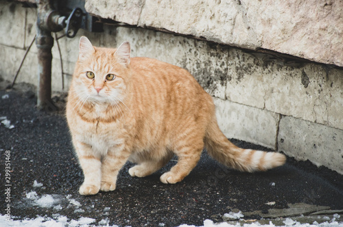 vagrant cat in the street 