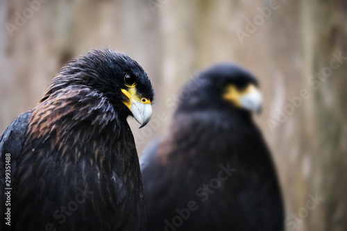 Image of a striated caracara