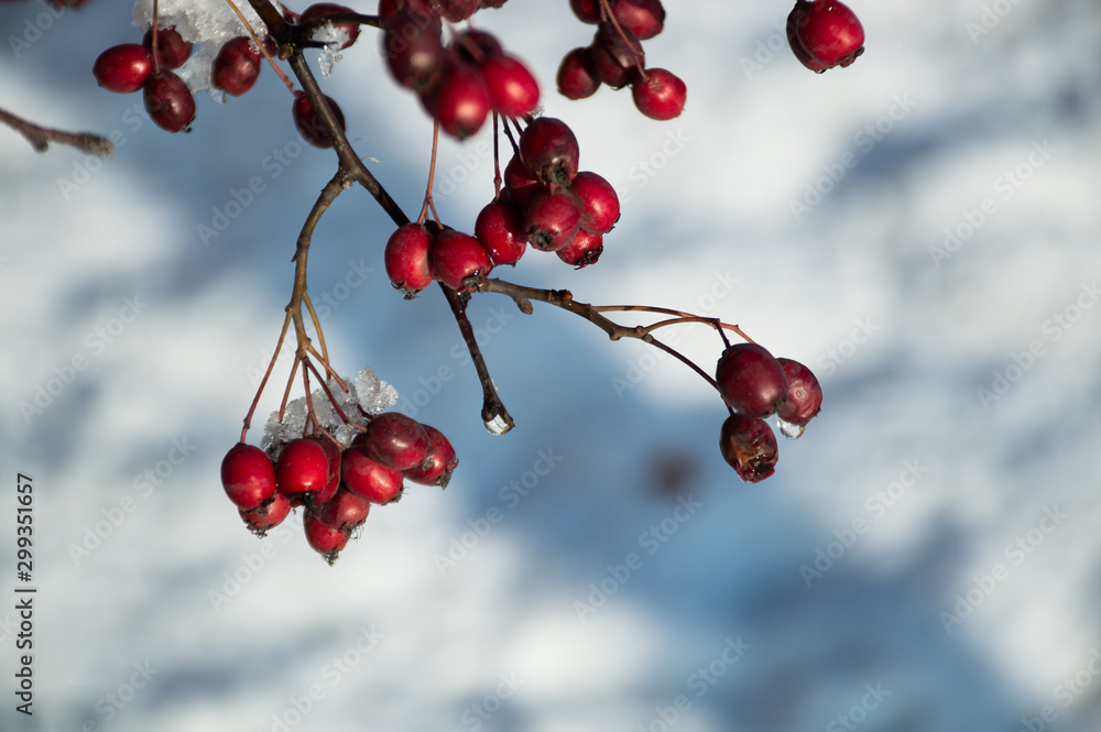 red berries under snow in the winter
