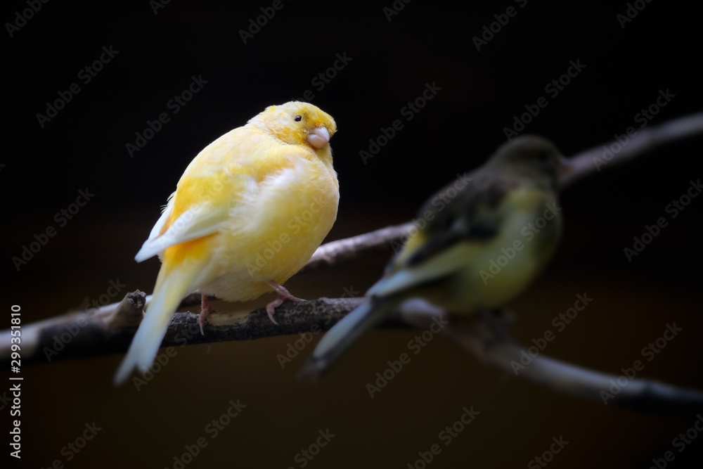 Image of a canary bird