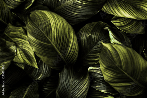 Papier peint Spathiphyllum cannifolium leaf concept, dark green abstract texture, natural bac