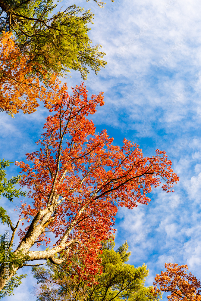 Colorful Closeup of Trees in Foliage -New Hampshire. Colorful Closeup of Trees in Foliage -New Hampshire.