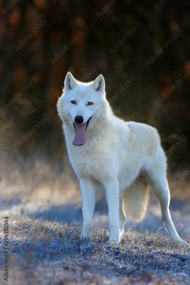 Female White Wolf