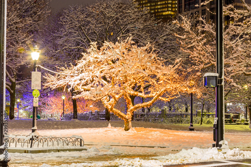 Frozen Boston Trees