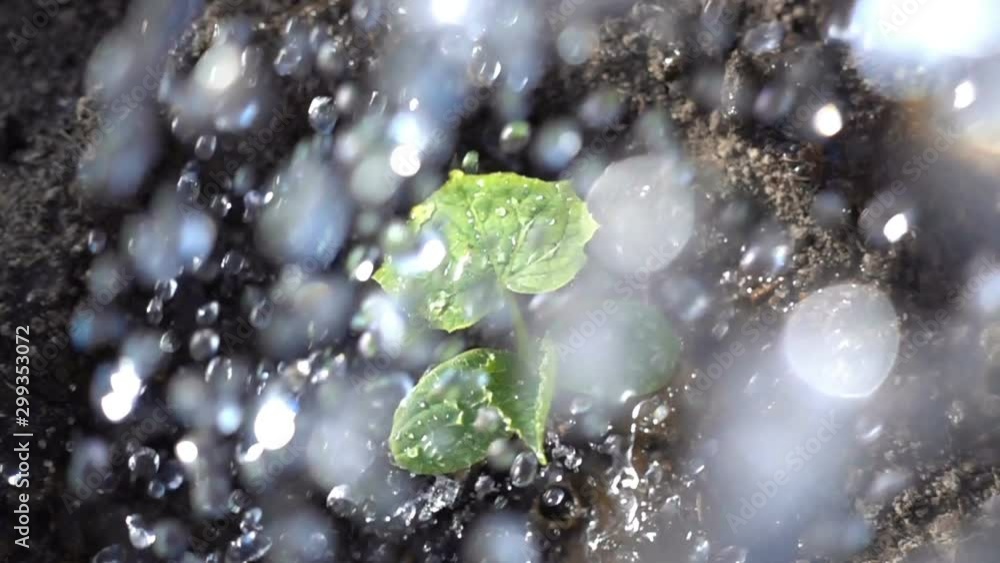 Watering a young cucumber plant. Slow motion. Watering a young cucumber plant. Slow motion.
