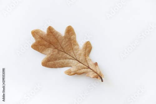 Dried autumn oak leaf on a white background. Natural autumn background. Creative autumn concept. Top view, flat lay with copy space for text.