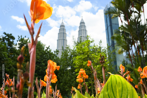 Photography (Selective focus) Stunning view of some beautiful Heliconia psittacorum (a perennial herb native to the Caribbean and South America) with blurred skyscrapers in the background