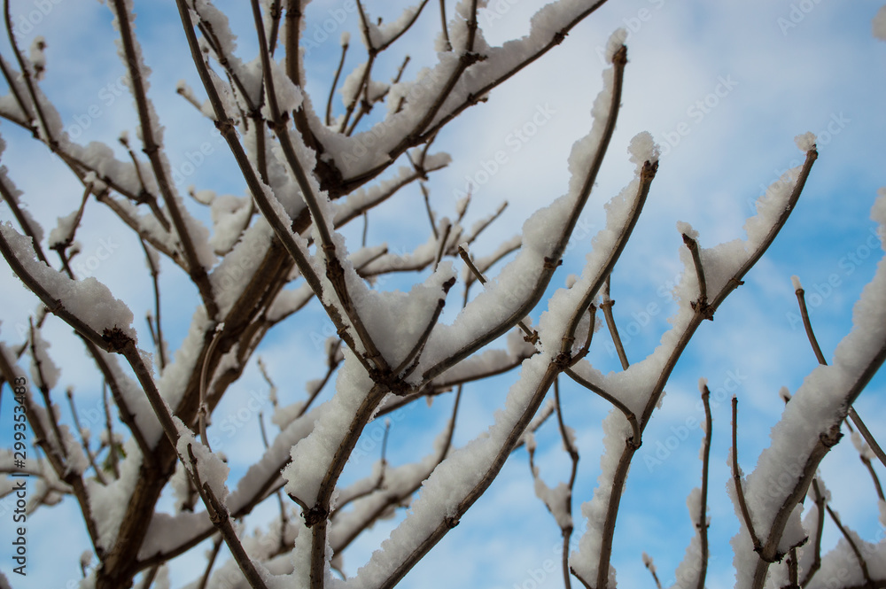 branches of a tree under snow branches of a tree under snow