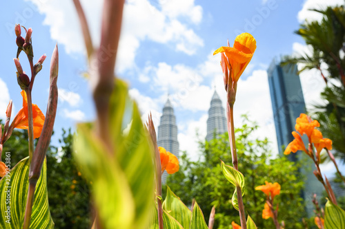 Photography (Selective focus) Stunning view of some beautiful Heliconia psittacorum (a perennial herb native to the Caribbean and South America) with blurred skyscrapers in the background
