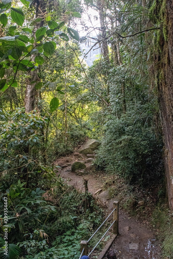 Trilha em floresta tropical de altitude em Itatiaia Trilha em floresta tropical de altitude em Itatiaia