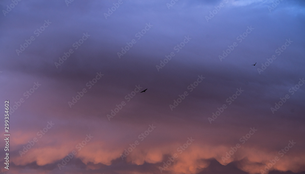 Sonnenuntergang mit Vögeln in Lüneburg, Deutschland