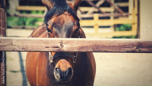 A frontal view of a horse 