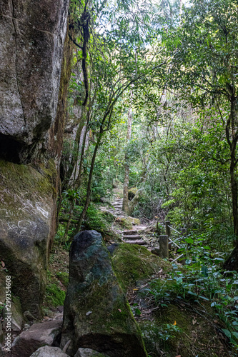 Trilha em floresta tropical de altitude em Itatiaia