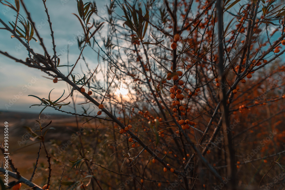 Trees covered with yellow and scarlet leaves on sunset background on hills. Autumn scene. Trees covered with yellow and scarlet leaves on sunset background on hills. Autumn scene.