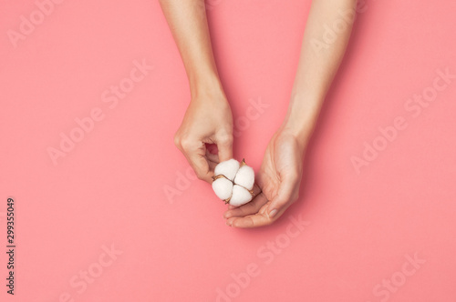 Creative composition with cotton. Hands of young woman holding white cotton flowers on pink background. Top view flat lay copy space. Cotton flowers. Lifestyle gentle background