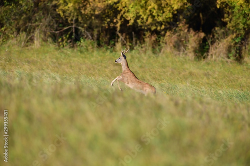 Roe deer running on the meadow in mating season