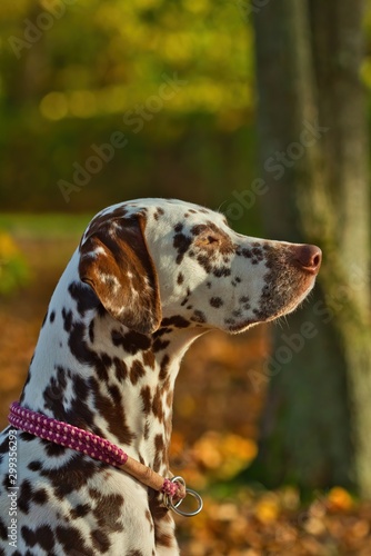 Portrait eines Dalmatiner Hundes im Herbst bei Sonnenschein Seitenansicht Rassehund © Martin