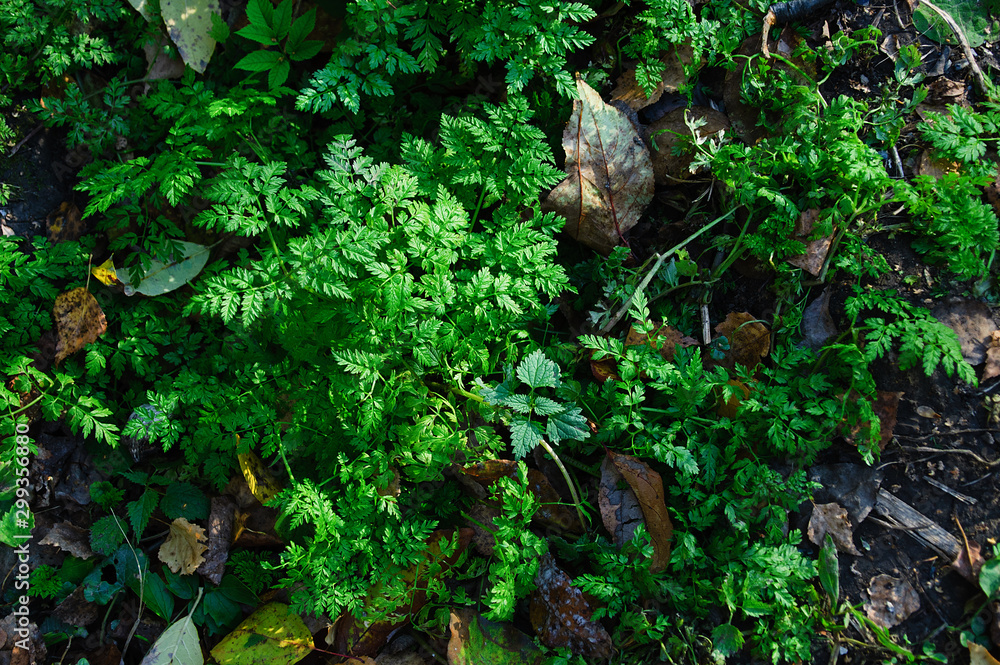 Green grass in the autumn forest in the afternoon outdoors. View from above.