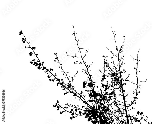 Tableau sur toile Tree branch silhouette. Vector illustration