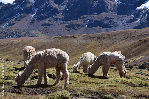 Alpacas grazing in the valley	