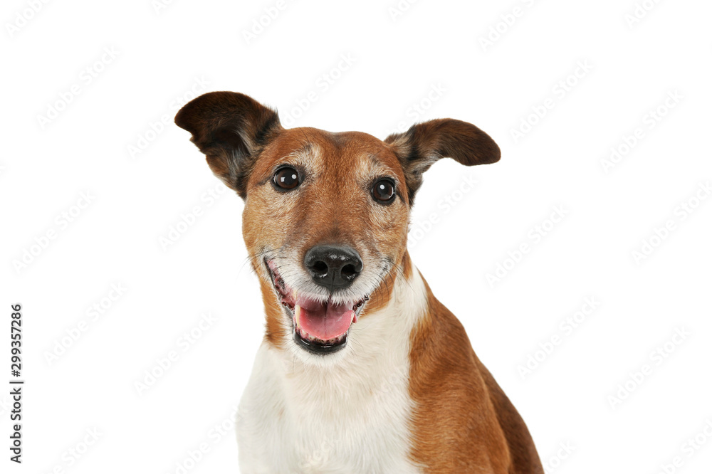 Portrait of an adorable Jack Russell Terrier Portrait of an adorable Jack Russell Terrier
