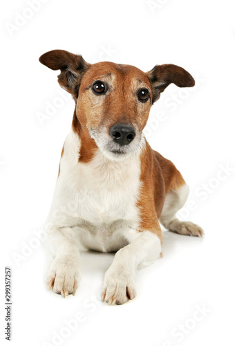 Studio shot of an adorable Jack Russell Terrier © kisscsanad