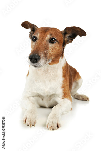 Studio shot of an adorable Jack Russell Terrier