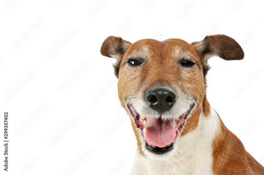 Portrait of an adorable Jack Russell Terrier Portrait of an adorable Jack Russell Terrier