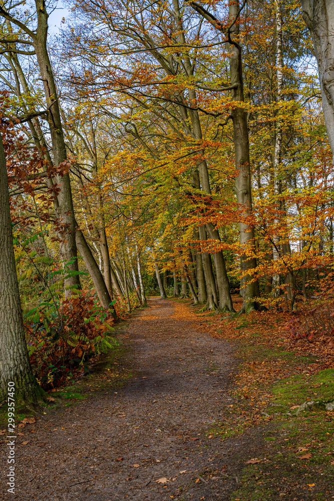Obraz premium Herbstlicher Wald in Lüneburg, Deutschland