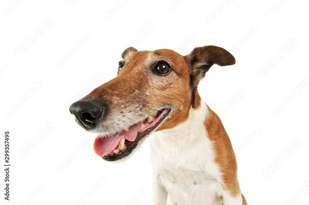 Portrait of an adorable Jack Russell Terrier