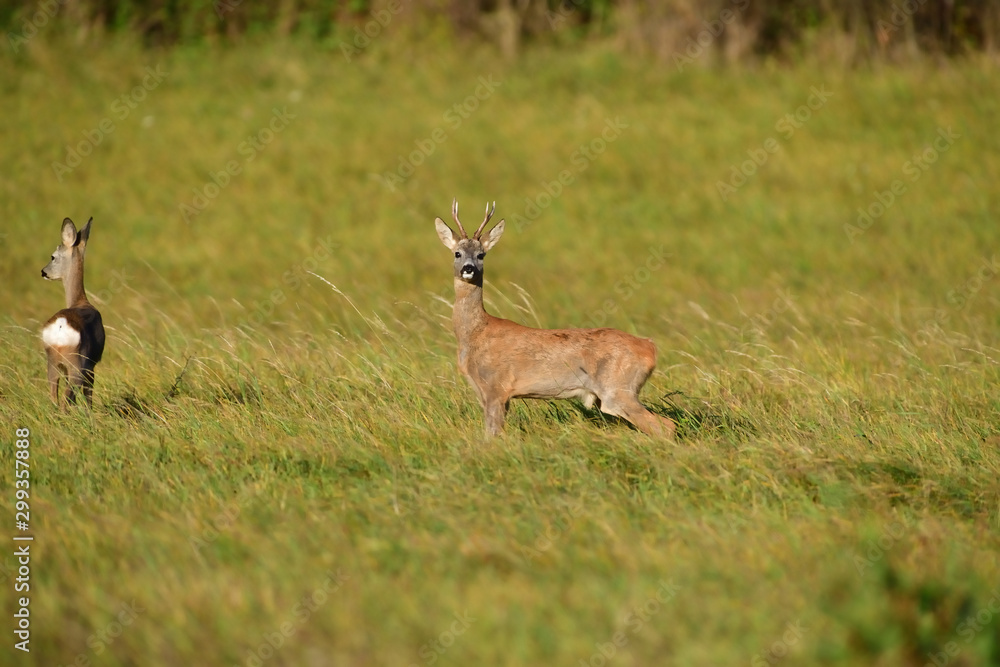 Roe deer and doe walking on the meadow with green grass Roe deer and doe walking on the meadow with green grass