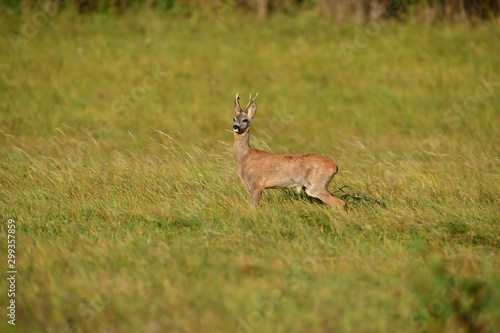 Roe deer walking on the meadow with green grass