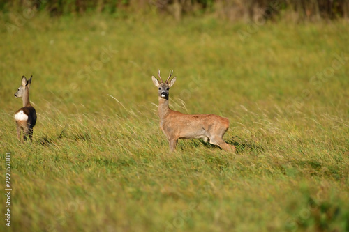 Roe deer and doe walking on the meadow with green grass