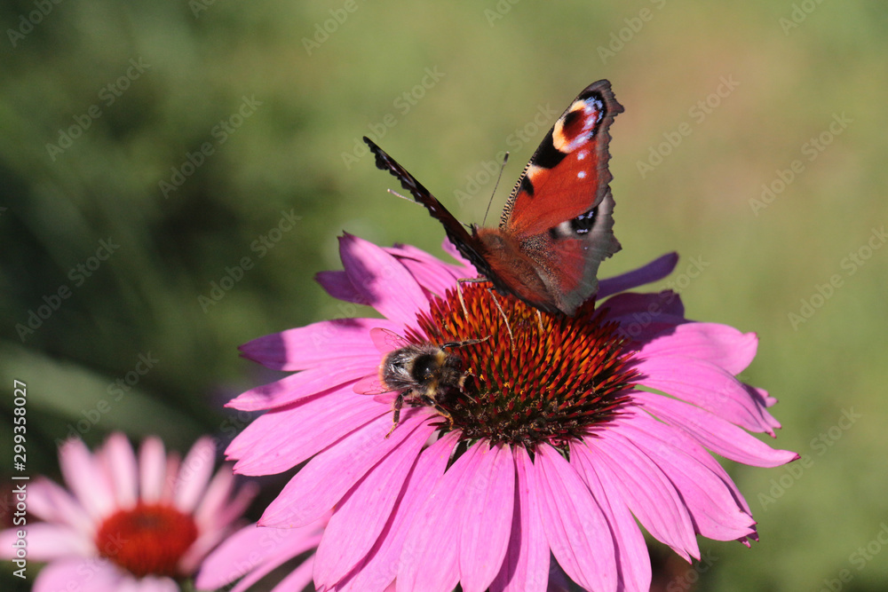 Blüte mit Schmetterling und Biene Blüte mit Schmetterling und Biene