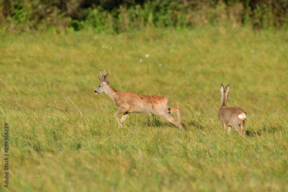 Roe deer and doe walking on the meadow with green grass
