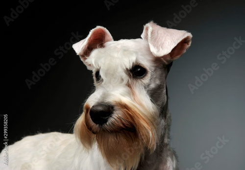 Portrait of an adorable Schnauzer