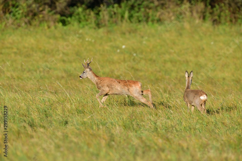 Obraz na płótnie Roe deer and doe walking on the meadow with green grass w salonie