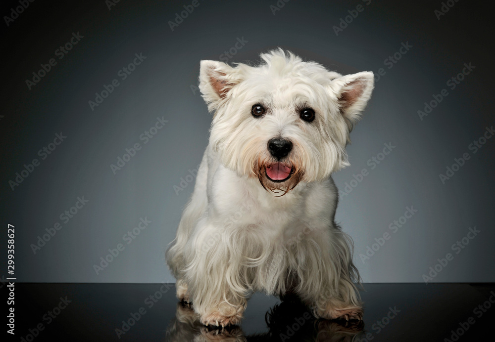 Studio shot of an adorable West Highland White Terrier Westie Studio shot of an adorable West Highland White Terrier Westie