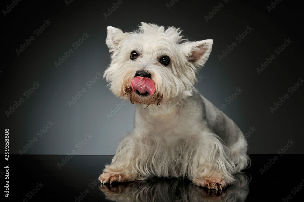 Studio shot of an adorable West Highland White Terrier Westie Studio shot of an adorable West Highland White Terrier Westie