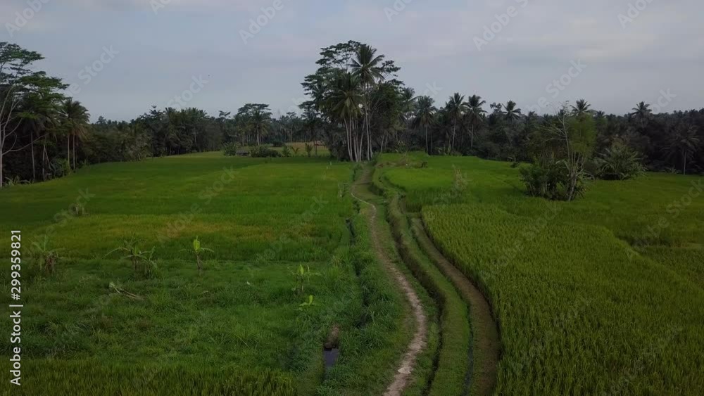 View of lush, green rain forest, palm trees and rice fields View of lush, green rain forest, palm trees and rice fields