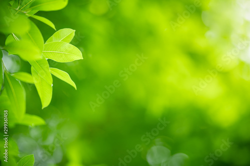 Nature of green leaf in garden at summer. Natural green leaves plants using as spring background cover page greenery environment ecology wallpaper