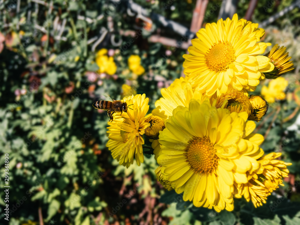 A wild bee flying up to the bright yellow flowers of Chrysanthemum (lat. Chrysanthemum) growing in the autumn garden on a sunny day. A wild bee flying up to the bright yellow flowers of Chrysanthemum (lat. Chrysanthemum) growing in the autumn garden on a sunny day.