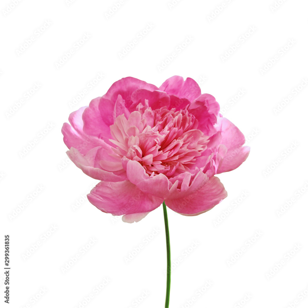 Beautiful pink peony flower isolated on a white background